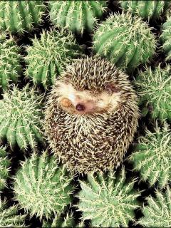 Other Wallpapers 0721